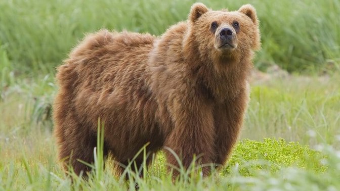 If you came across this adorable bear in your neighbourhood, what would you do?