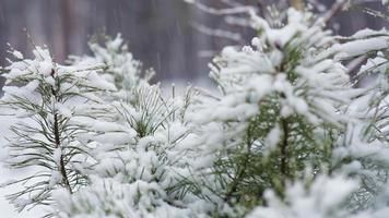 Snow