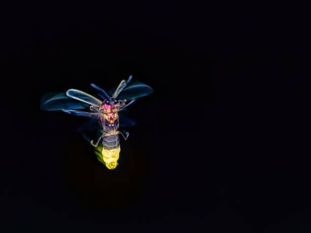 Lightning bugs (Fire Flies)