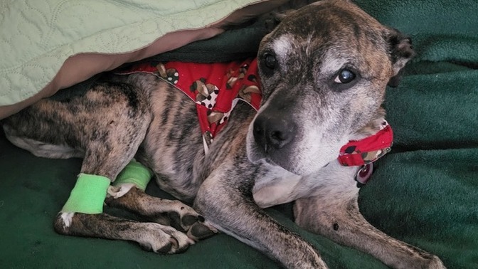 Does this dog look neglected?