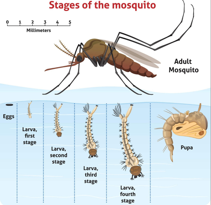 How come we never see a baby mosquito?