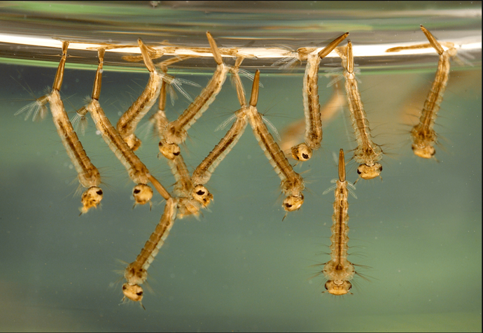 How come we never see a baby mosquito?