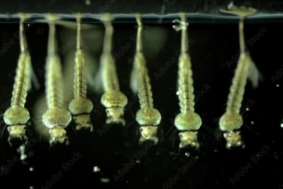 How come we never see a baby mosquito?