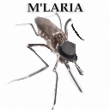 How come we never see a baby mosquito?