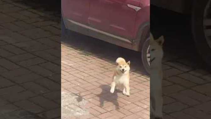 Is the pretty little baby jumping?