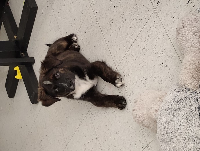 Does anyone know how to stop puppy biting? And puppy potty training?