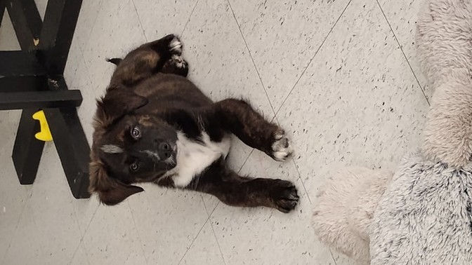 Does anyone know how to stop puppy biting? And puppy potty training?
