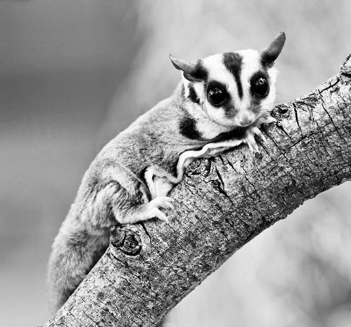 Which one of these creatures would you have as a pet 🥹?