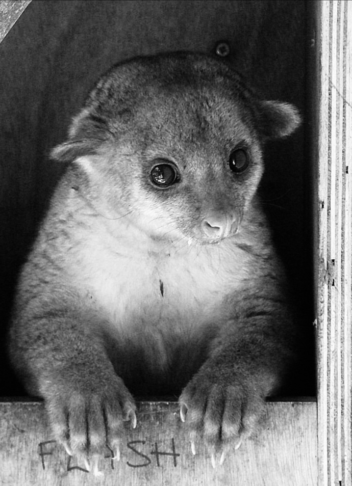 Which one of these creatures would you have as a pet 🥹?