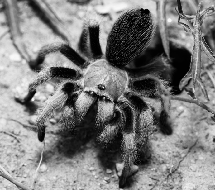 Which one of these creatures would you have as a pet 🥹?