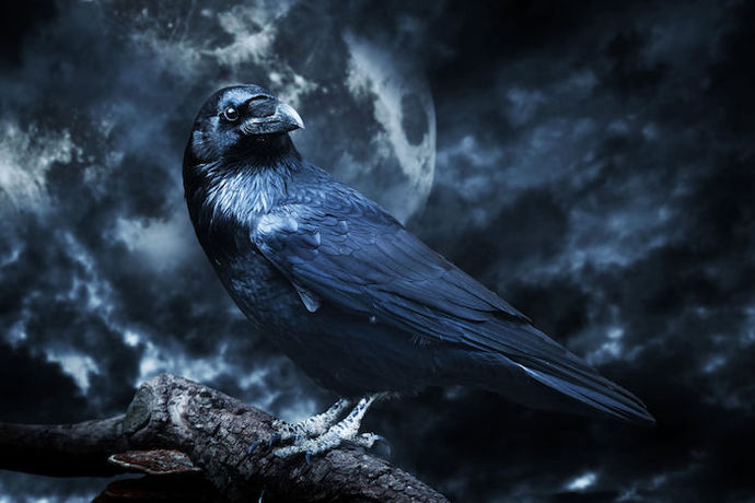 Whats your spirit animal?