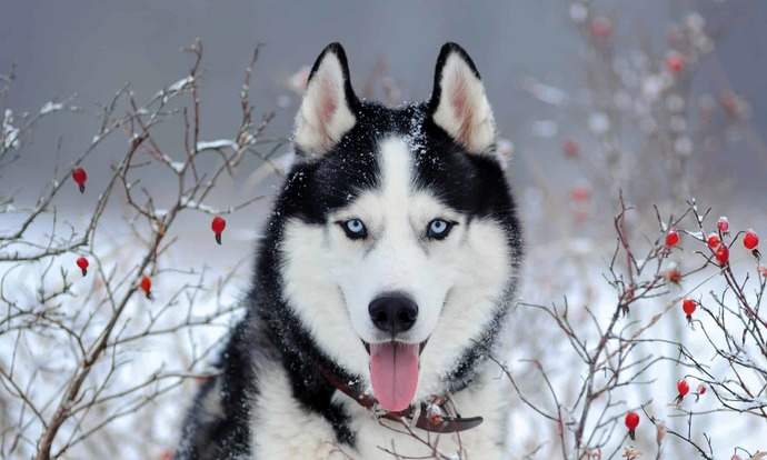Whats your spirit animal?