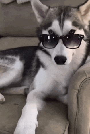 What's your spirit animal?