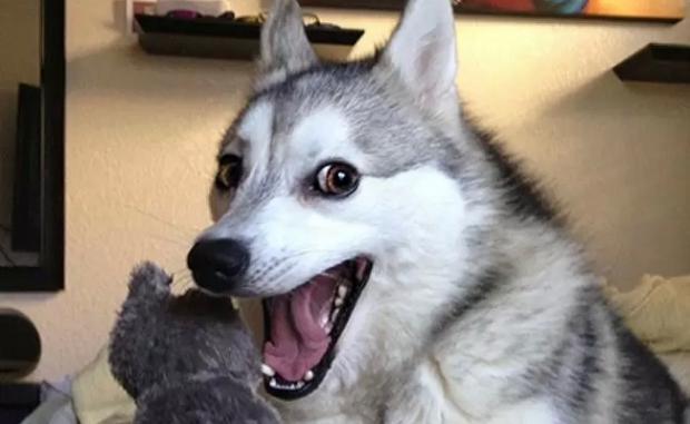 Pun Husky!!