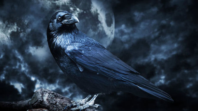 What's your spirit animal?