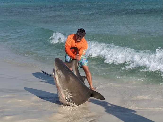If A Live Shark Washed Up On The Beach, Would You Help It Back Into The Ocean To Save It?