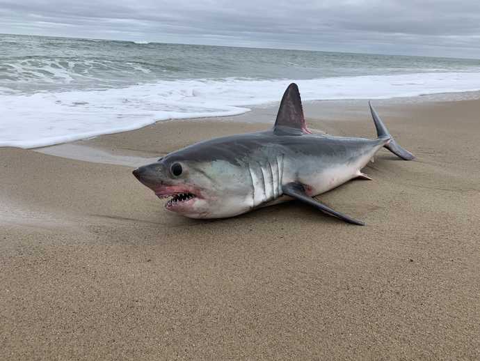 If A Live Shark Washed Up On The Beach, Would You Help It Back Into The Ocean To Save It?
