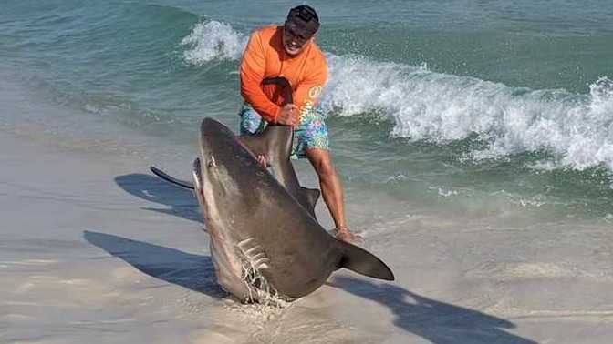 If A Live Shark Washed Up On The Beach, Would You Help It Back Into The Ocean To Save It?