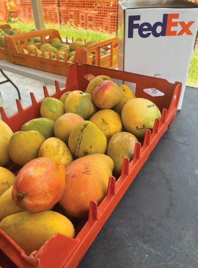 Bananas or mangos. Which fruit do you like better ?