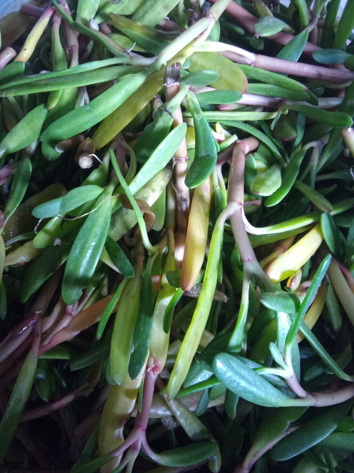 What vegetable is this?