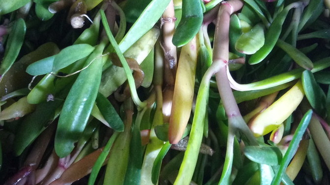 What vegetable is this?