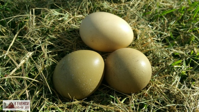 Besides chicken eggs, what other sorts of eggs have you tried?