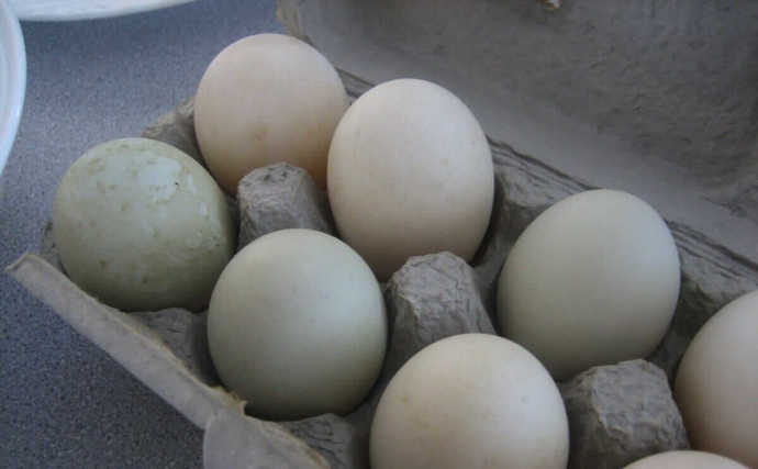 Besides chicken eggs, what other sorts of eggs have you tried?