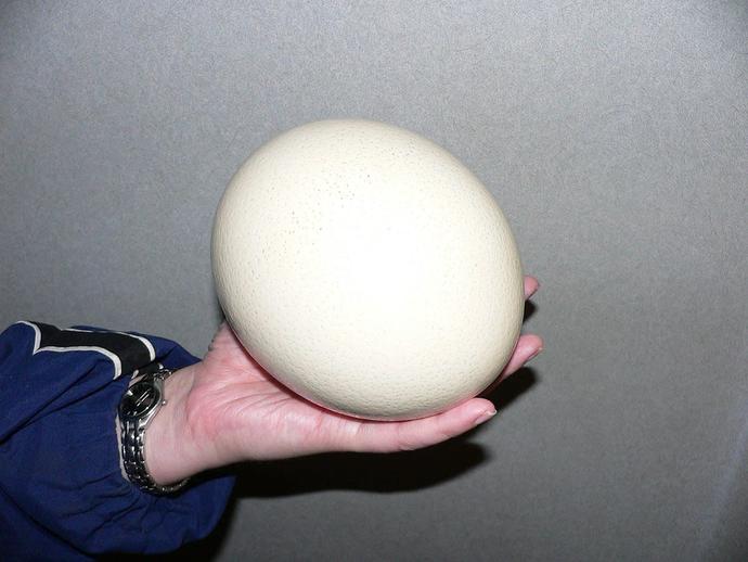 Besides chicken eggs, what other sorts of eggs have you tried?