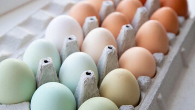 Besides chicken eggs, what other sorts of eggs have you tried?