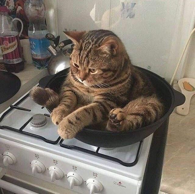 Have you ever eaten a pet?