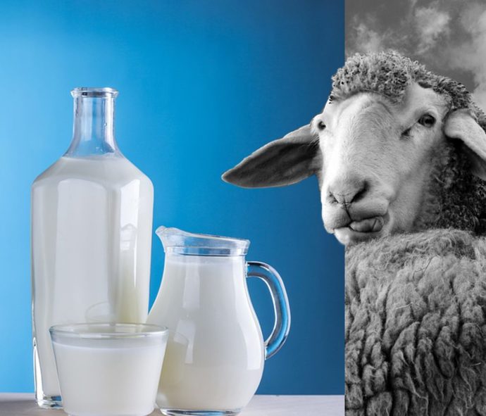 Besides cow milk, what other sorts of milk have you tried?