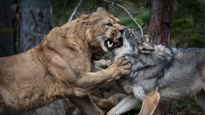 Would YOU vote for Mr Wolf here?