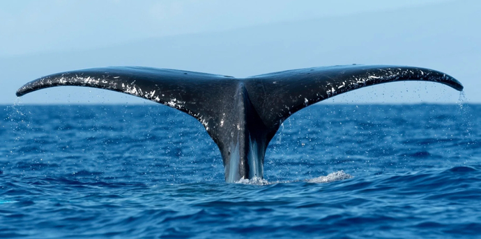 Cheers To Whale Tails!