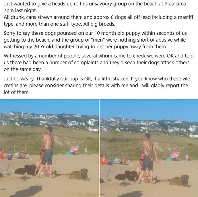 Do you think dogs should be allowed on public beaches?