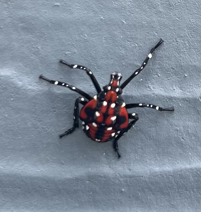 What kind of bug is this?