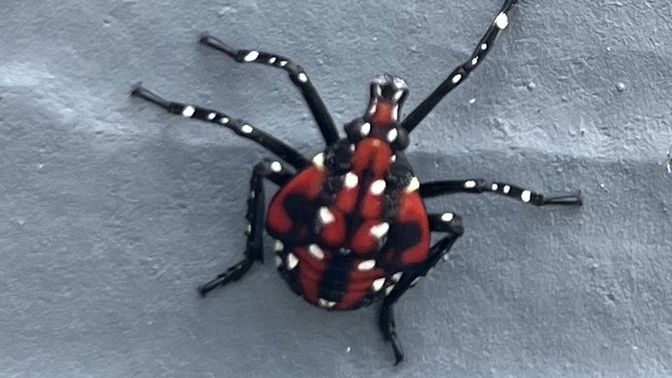 What kind of bug is this?