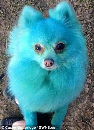 If you could resurrect a blue dog, what would they now think about the new pronoun party?