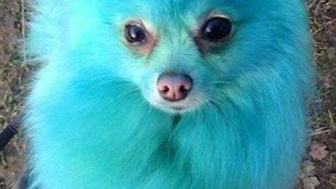 If you could resurrect a blue dog, what would they now think about the new pronoun party?