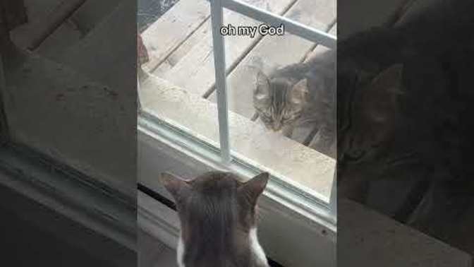 Did your cat ever have a "window standoff" with a stray cat?