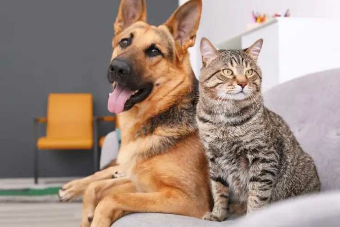 Which do you love more? Cats or dogs?