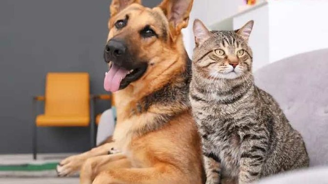 Which do you love more? Cats or dogs?