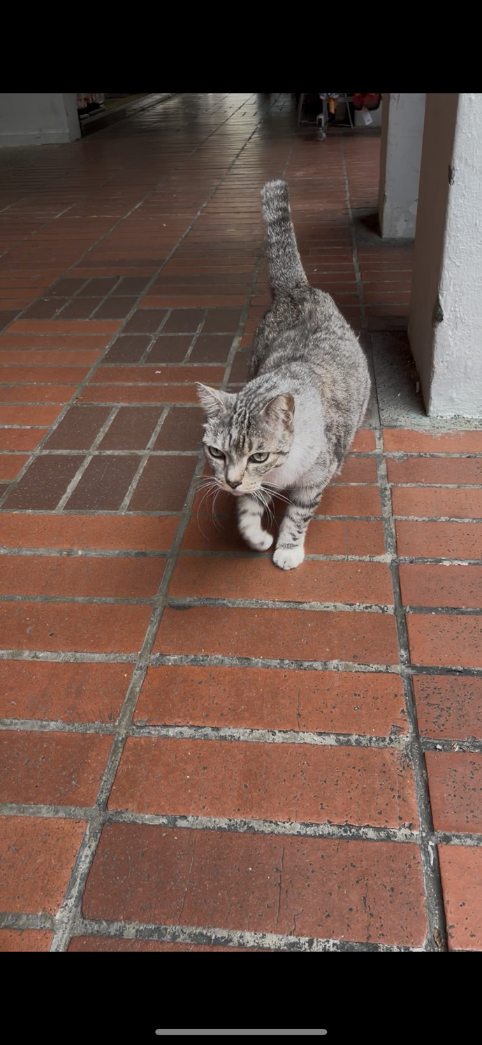 A cute friendly cat