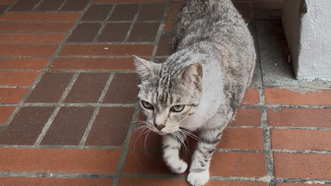 I love cats but at the same time cats are weird and confusing to me why?
