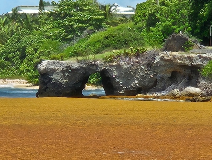 Do you have a problem with the Sargassum where you live?