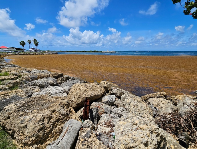 Do you have a problem with the Sargassum where you live?