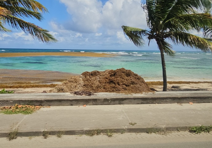 Do you have a problem with the Sargassum where you live?