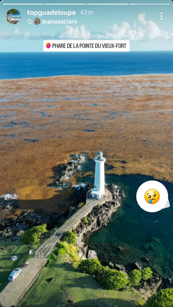 Do you have a problem with the Sargassum where you live?