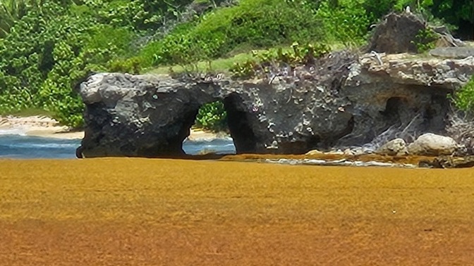 Do you have a problem with the Sargassum where you live?