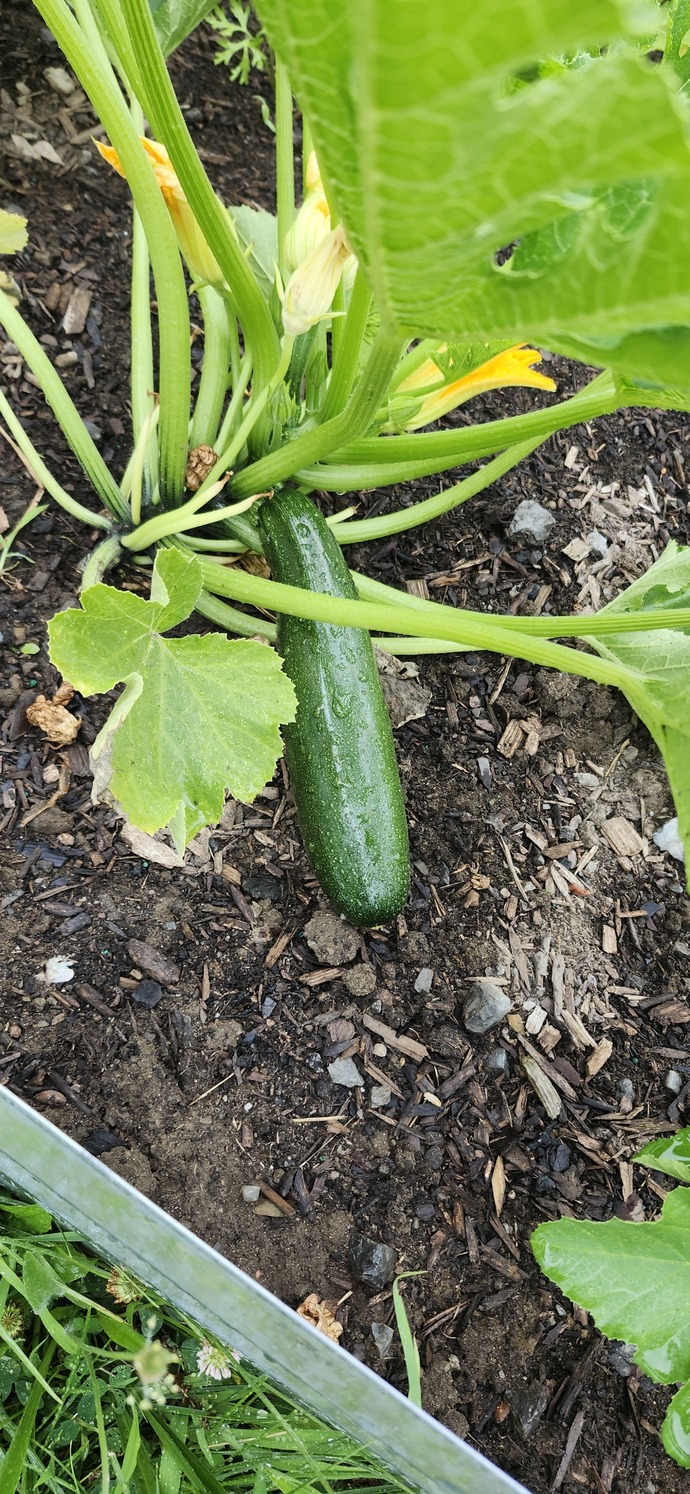 Anyone who loves backyard gardening, which fruit or vegetable do you like to grow, and why those?