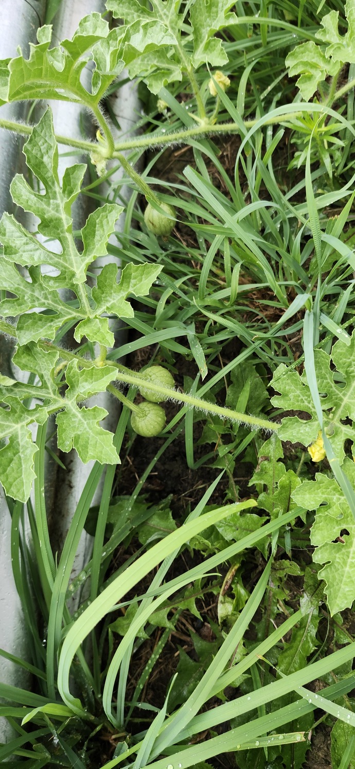 Anyone who loves backyard gardening, which fruit or vegetable do you like to grow, and why those?